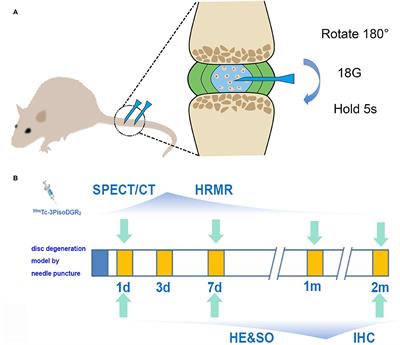 SPECT Imaging of Acute Disc Herniation by Targeting Integrin α5β1 in Rat Models